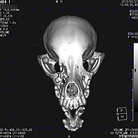 鼻腔内腫瘍のCT画像2