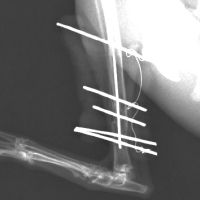 ウサギの脛骨骨折2