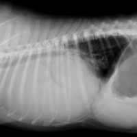 犬の胸腺腫1