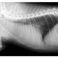 猫の胸腺腫1